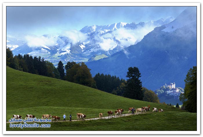 تصنيع الجبن في الريف السويسري