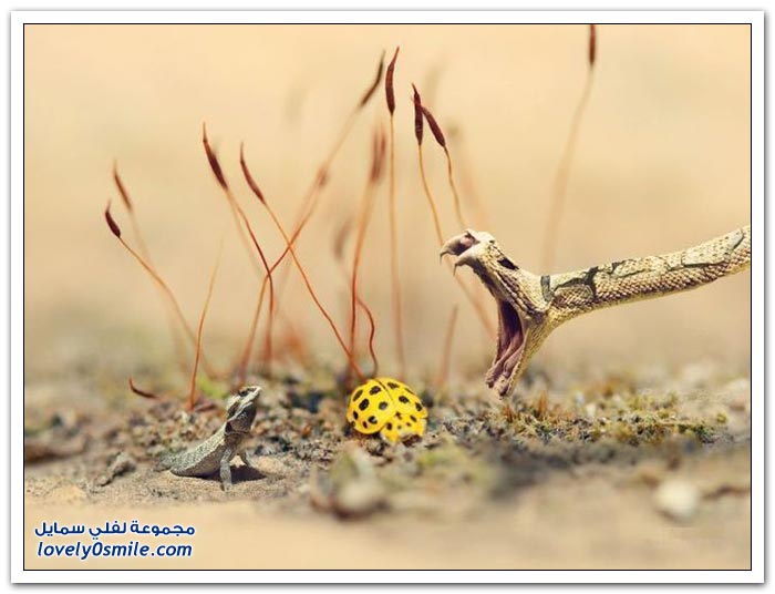 صور لحظة من الوقت ج26
