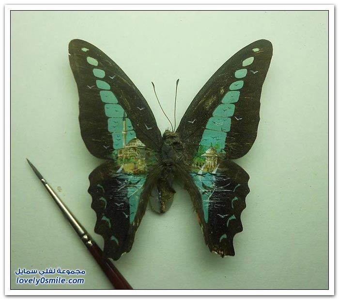 فنان تركي يرسم لوحات على أجنحة الفراشات والأجسام الصغيرة