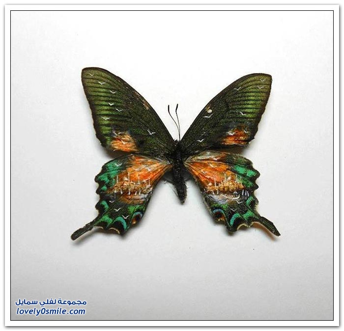 فنان تركي يرسم لوحات على أجنحة الفراشات والأجسام الصغيرة