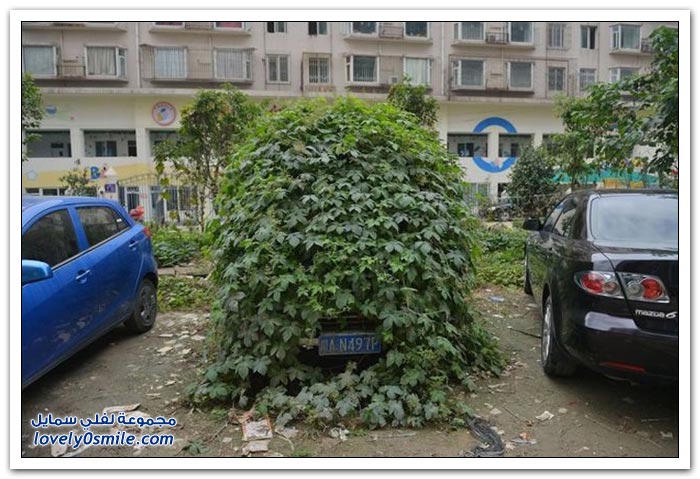 سيارة مهجورة في الصين ينتهي بها الحال إلى شكل شجرة