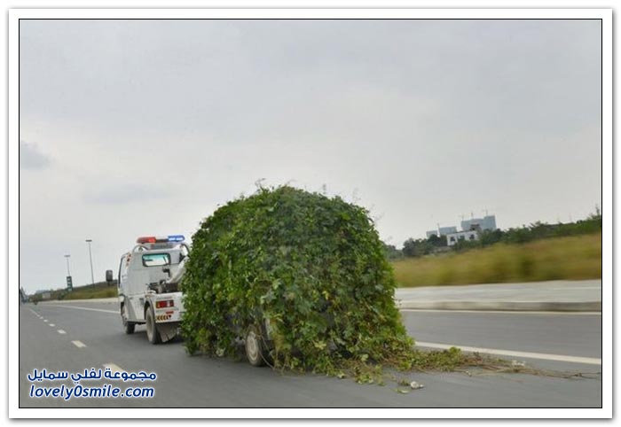 سيارة مهجورة في الصين ينتهي بها الحال إلى شكل شجرة
