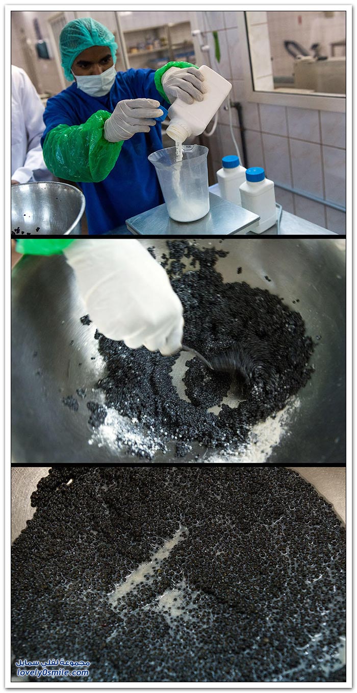 كيفية استخراج الكفيار الأسود