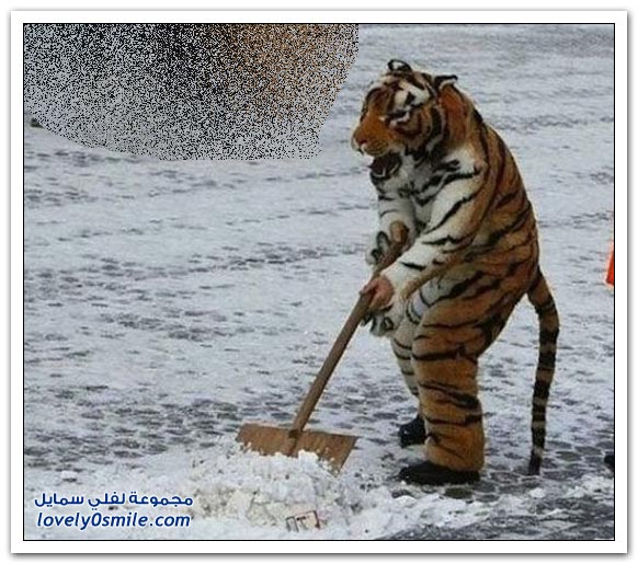 فقط في روسيا ج11