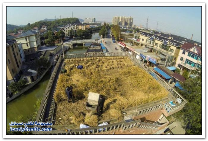 استخدام أسطح المباني السكنية لزراعة القمح والأرز في الصين