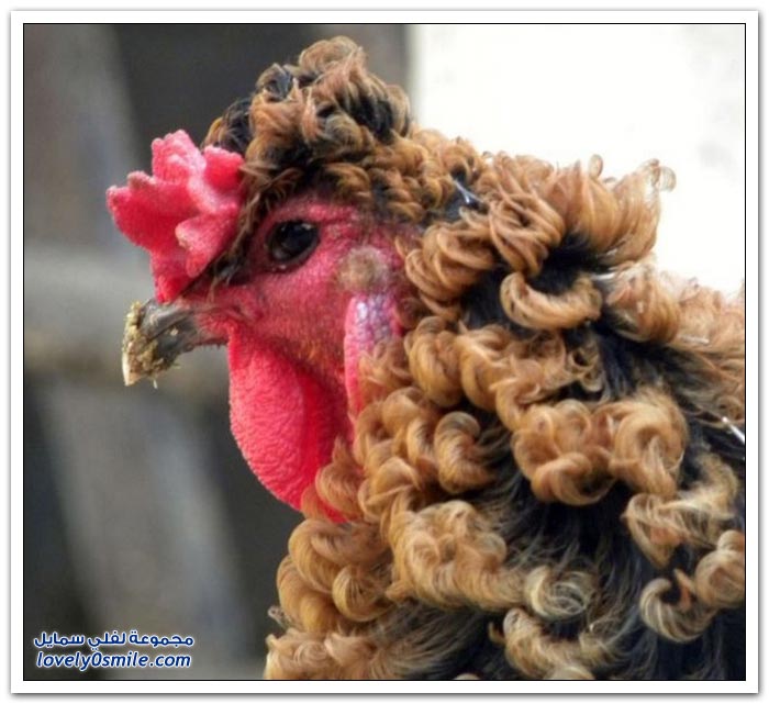 ����� �� ����� �������