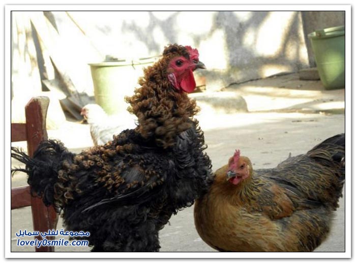 ����� �� ����� �������