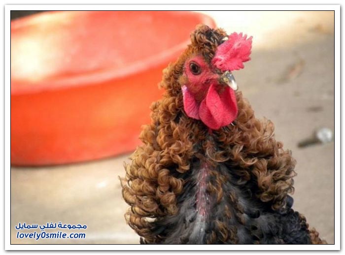 ����� �� ����� �������