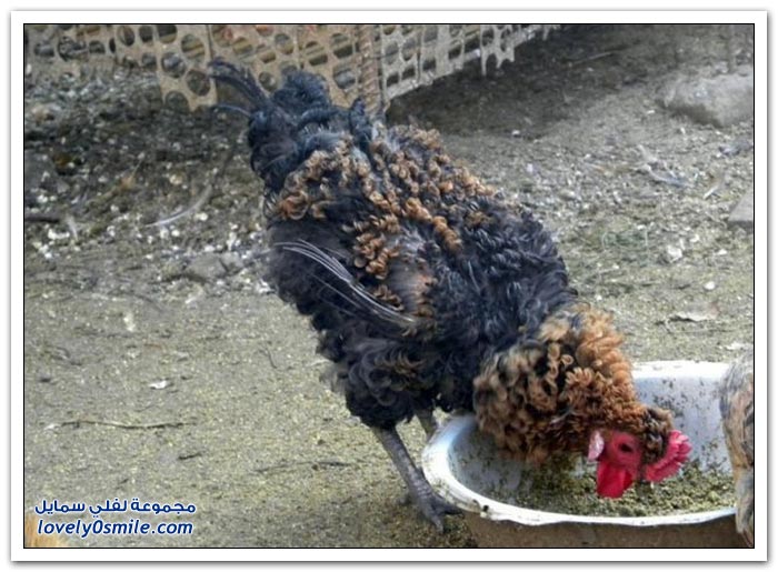 ����� �� ����� �������