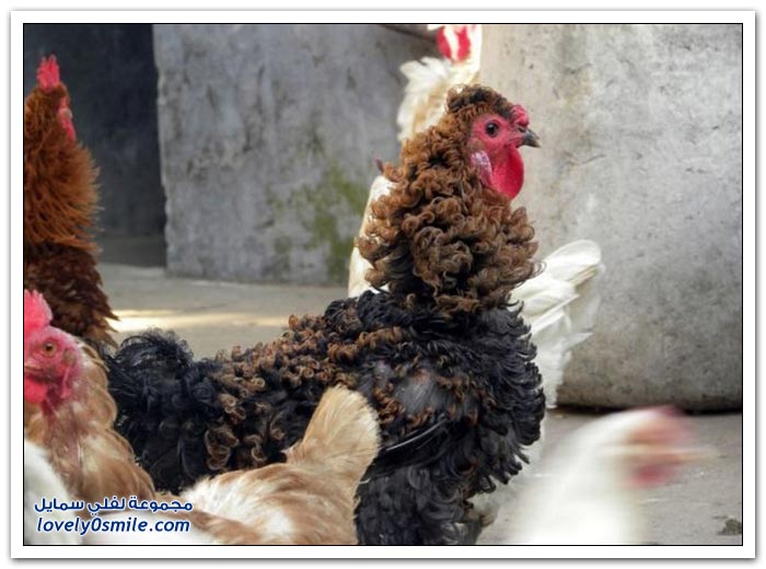 ����� �� ����� �������