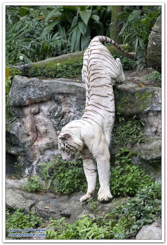 النمور البيضاء