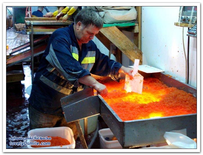 كيفية استخراج الكافيار الأحمر في روسيا