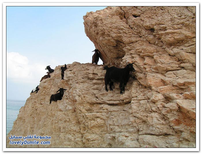 الماعز الجبلي أكثر الحيوانات يخاطر بحياته ليجد الحماية لنفسه