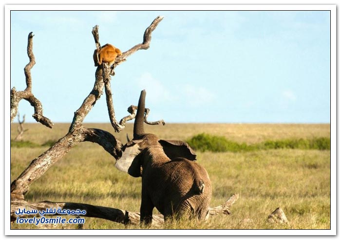 لبوة تهرب من فيل فوق شجرة