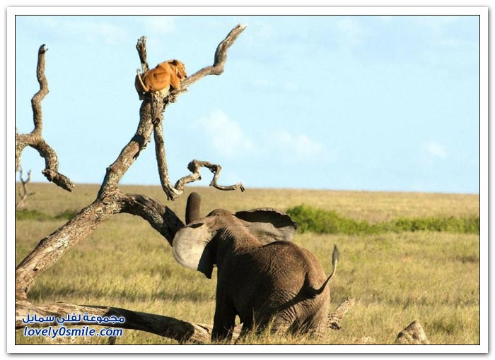 لبوة تهرب من فيل فوق شجرة
