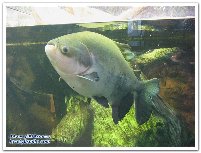 سمكة الباكو أسنانها تشبه أسنان الإنسان