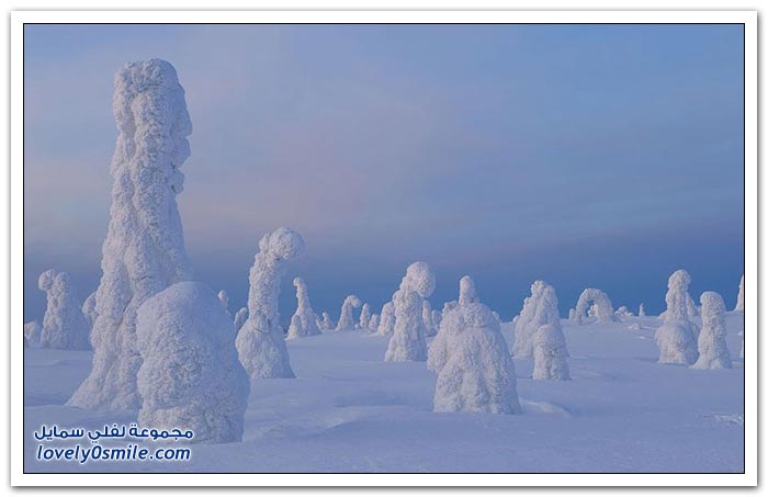 أشجار القطب الشمالي المتجمدة