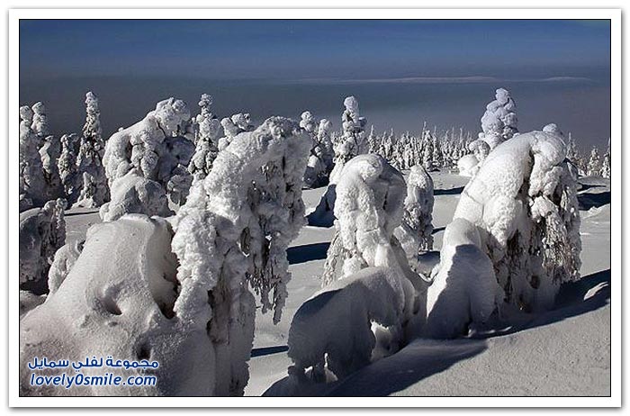 أشجار القطب الشمالي المتجمدة