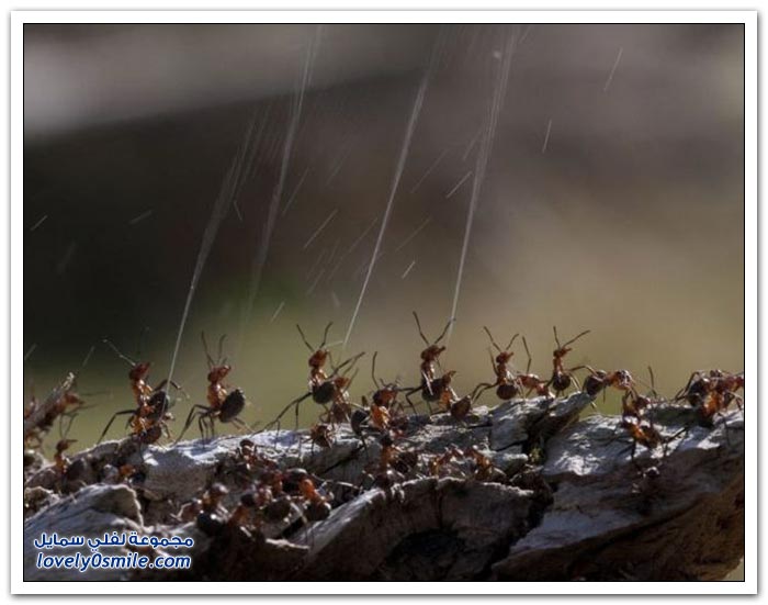 كيف يدافع النمل عن نفسه من الحشرات والطيور