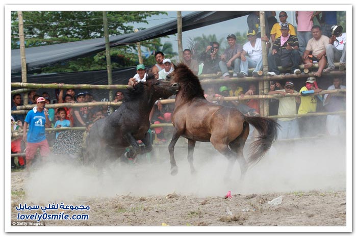 مسابقة قتال الخيول في الفلبين