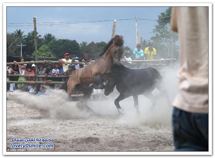 مسابقة قتال الخيول في الفلبين