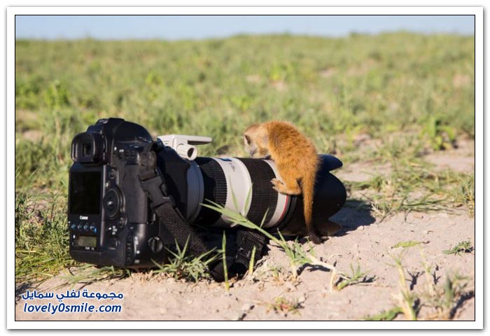 حيوان السرقاط يلعب مع مصور