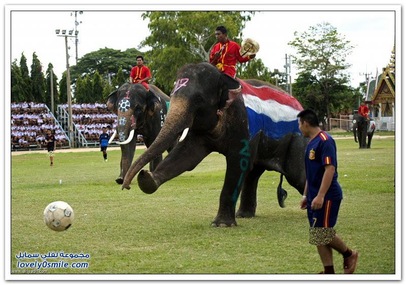 مباراة الفيلة