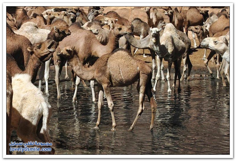 واحة جيلتا في صحراء تشاد