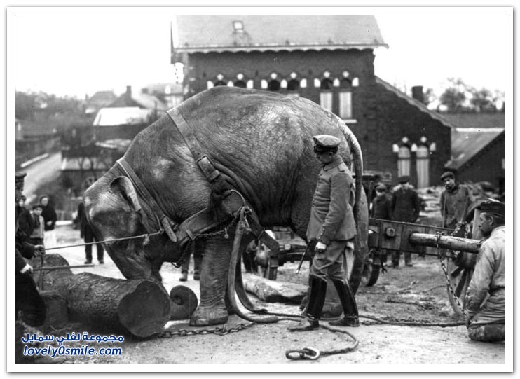 صور الحيوانات أيام الحرب العالمية الأولى