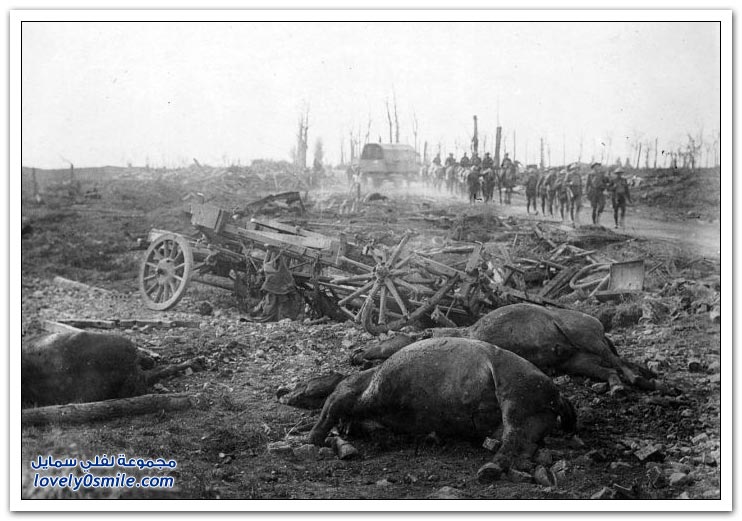 صور الحيوانات أيام الحرب العالمية الأولى