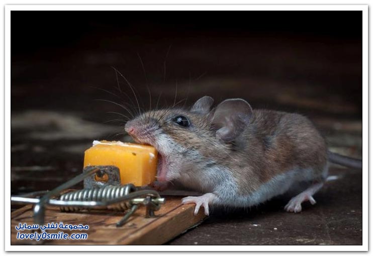 فوز الفأر على مصيدة الفئران
