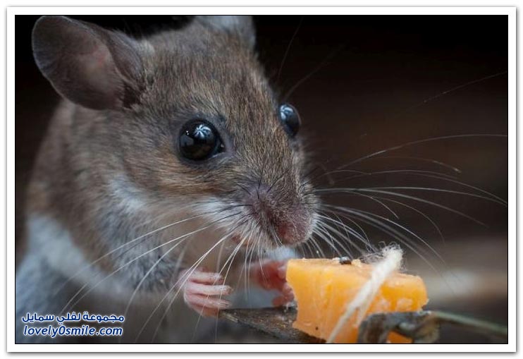 فوز الفأر على مصيدة الفئران