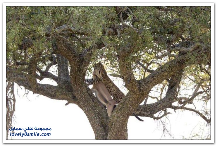 حيوان الفهد يجر غزال لأعلى شجرة خوفاً من أن يشاركه فيها أحد