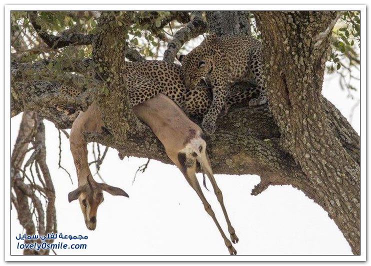 حيوان الفهد يجر غزال لأعلى شجرة خوفاً من أن يشاركه فيها أحد