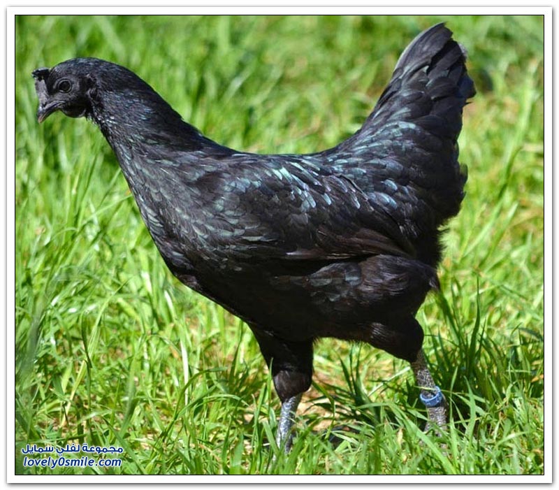 الدجاج الأسود.. الأغلى في العالم