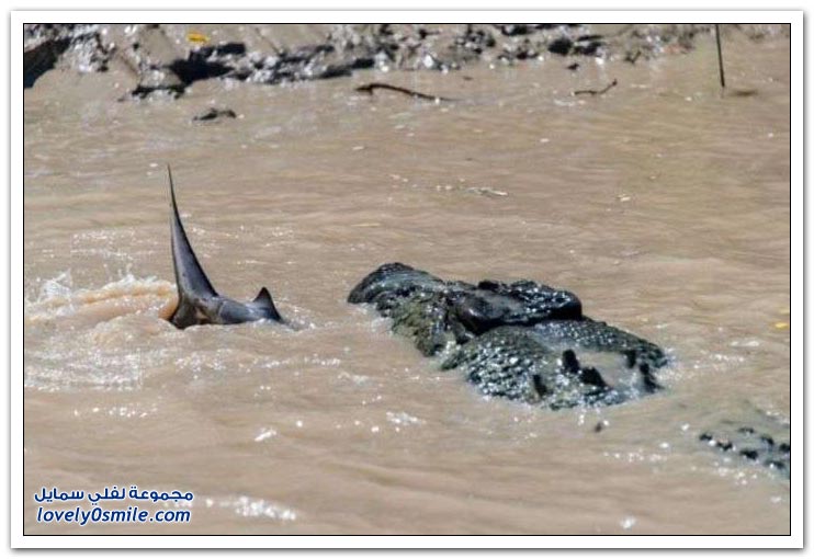 تمساح يقتل سمك قرش