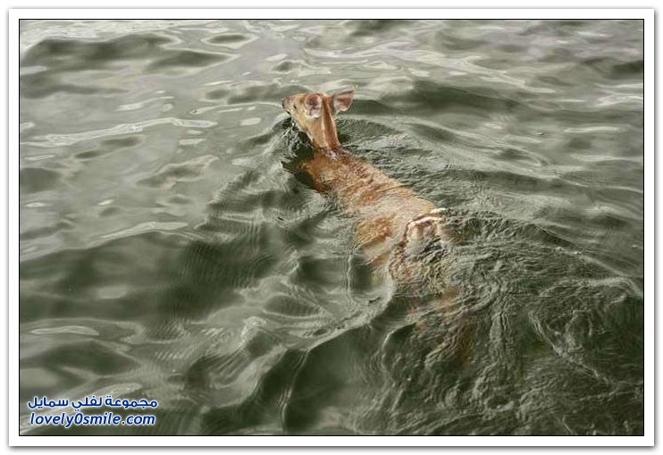 إنقاذ غزال من الغرق