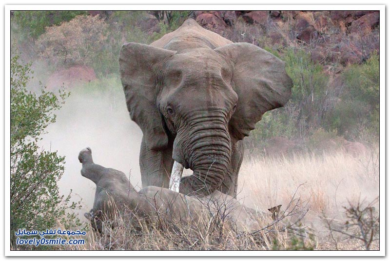 صراع العمالقة بين ذكر فيل وأنثى وحيد قرن تنتهي بمأساة