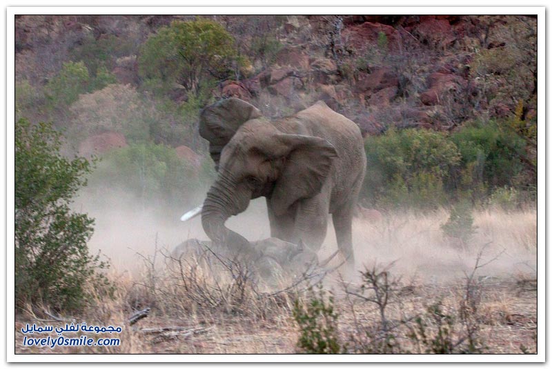 صراع العمالقة بين ذكر فيل وأنثى وحيد قرن تنتهي بمأساة