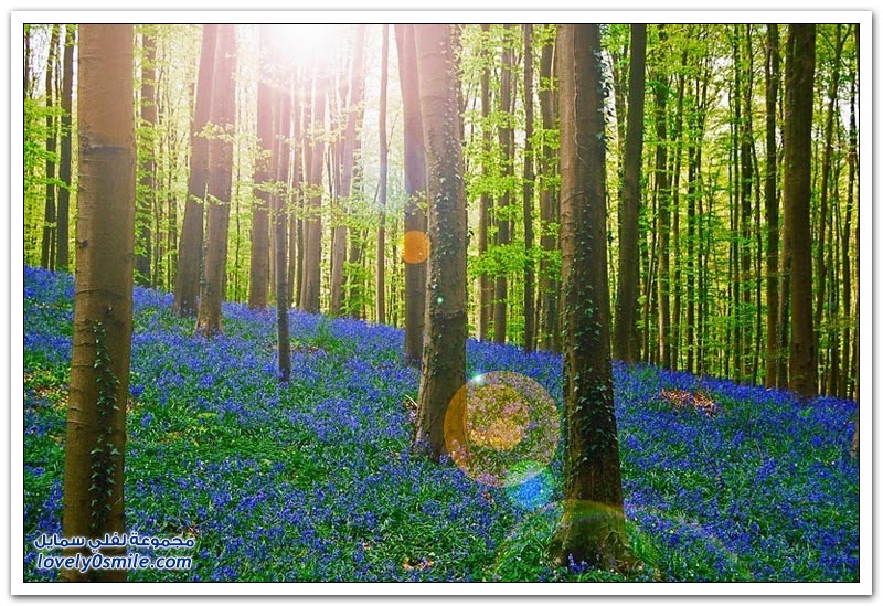 زهور البلابل المدهشة في غابات بلجيكا