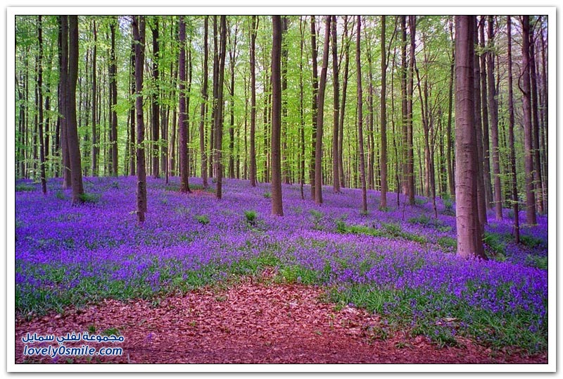 زهور البلابل المدهشة في غابات بلجيكا