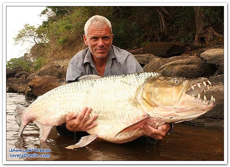 صور للأسماك الضخمة في الأنهار