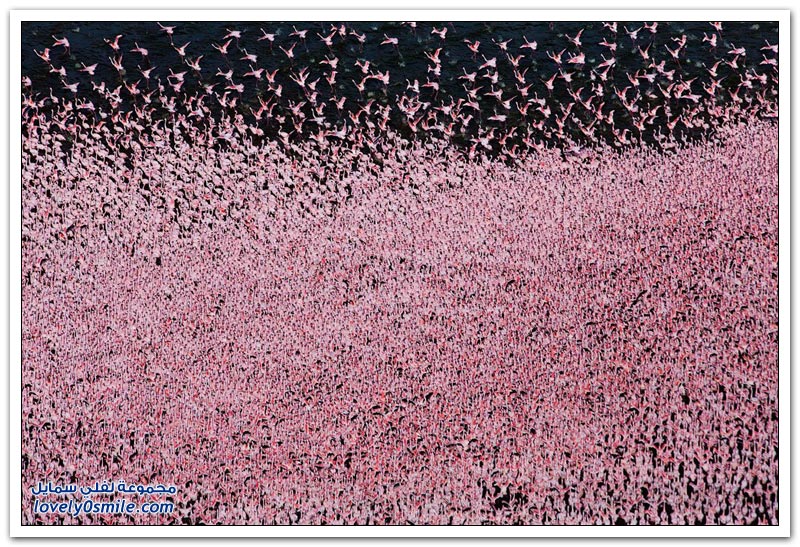 طيور النحام الوردي