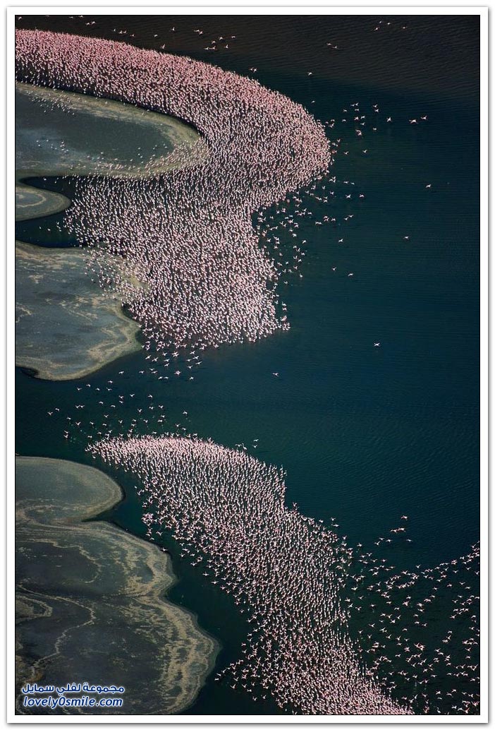 طيور النحام الوردي