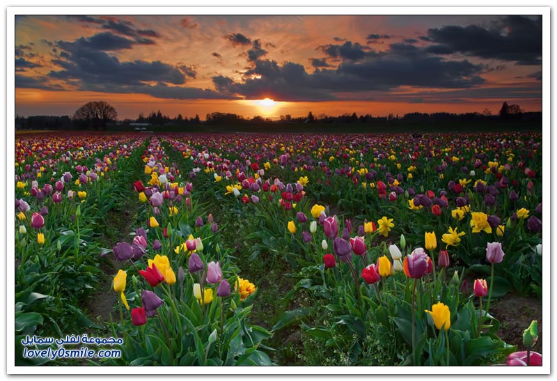 مزارع الورد في هولندا