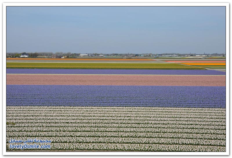 مزارع الورد في هولندا