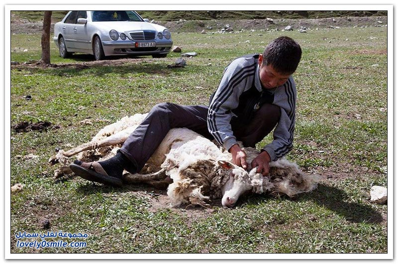 قص شعر الأغنام في قرغيزستان