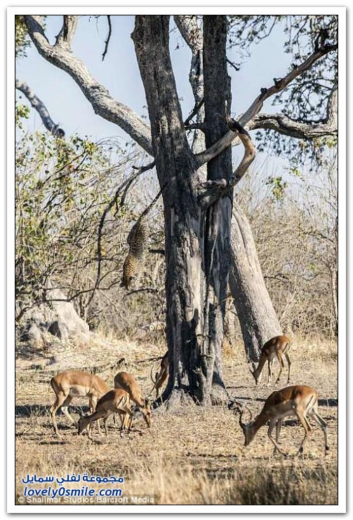 حيوان الفهد يفاجئ غزلان ويصطاد من فوق شجرة