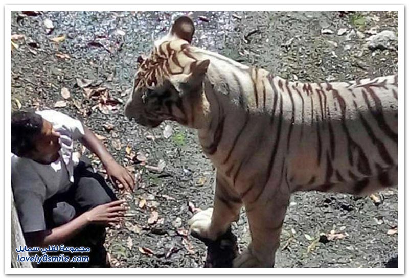 نمر أبيض يقتل طالب هندي بحديقة حيوان في الهند