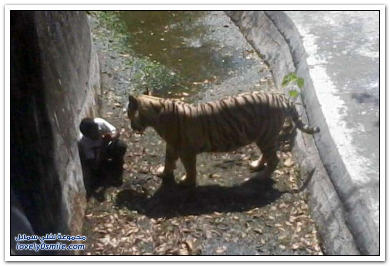 نمر أبيض يقتل طالب هندي بحديقة حيوان في الهند